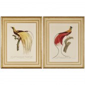BARRABAND, (2) ORNITHOLOGICAL