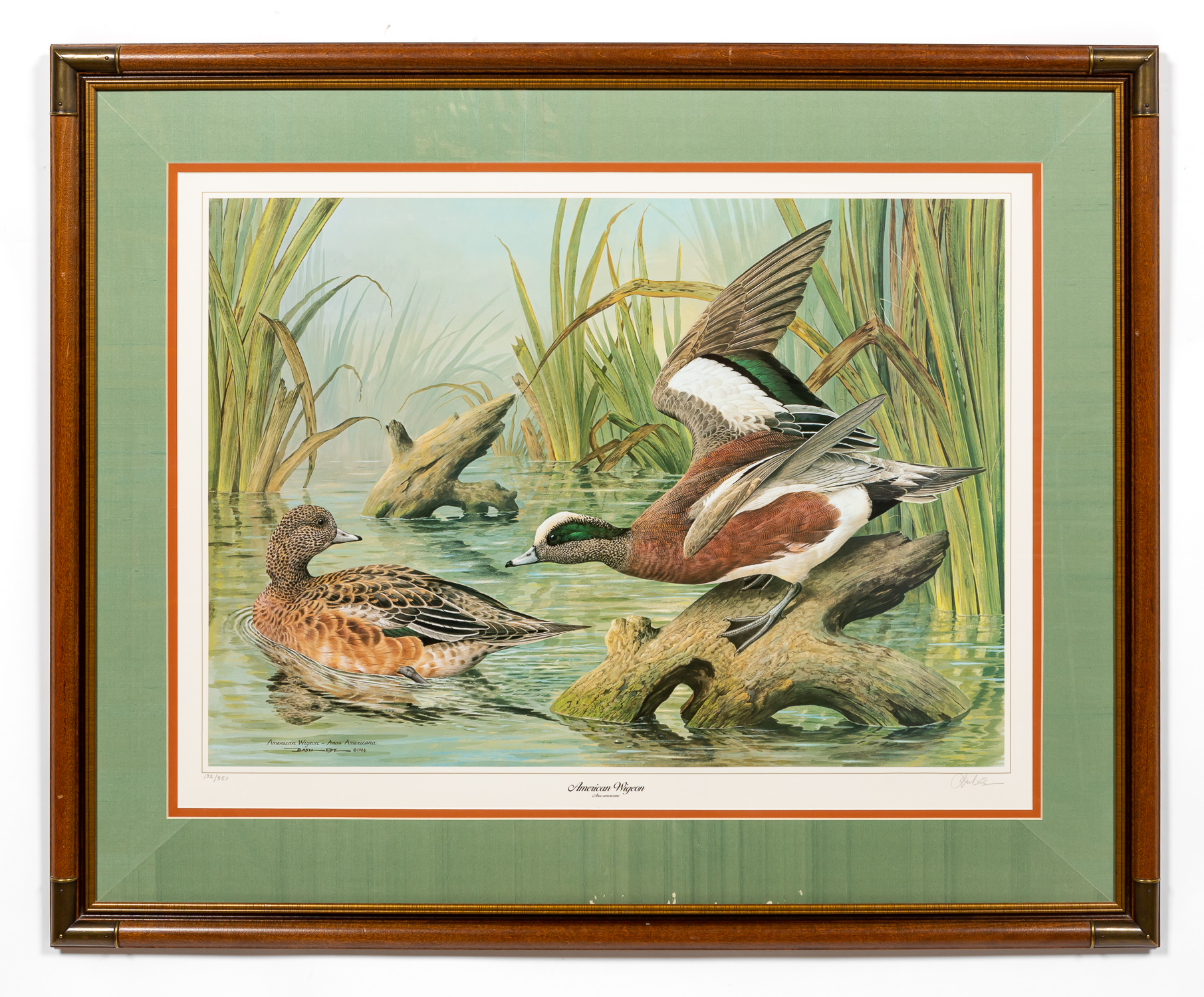 BASIL EDE, AMERICAN WIDGEON