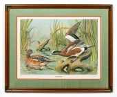 BASIL EDE, AMERICAN WIDGEON DU