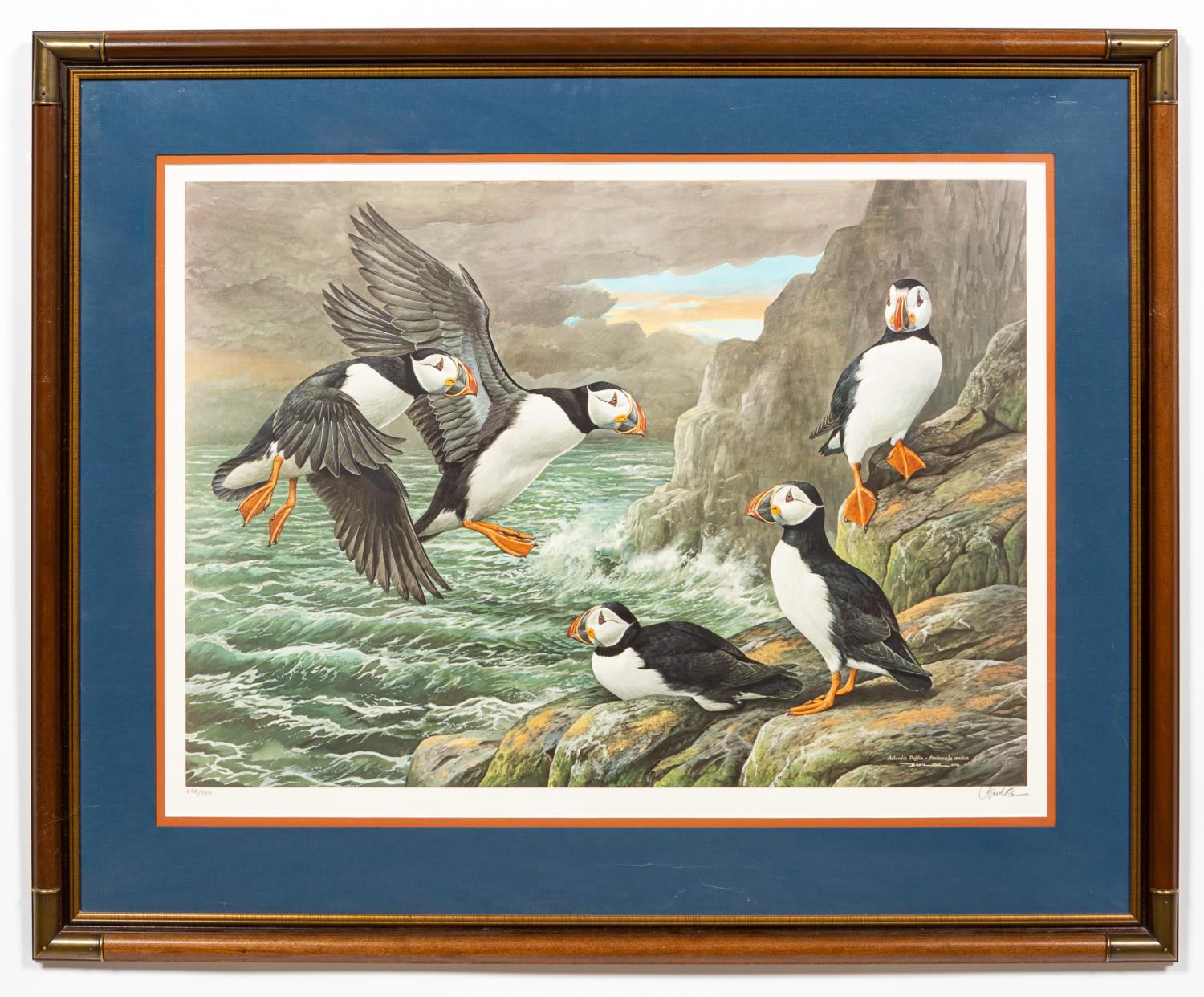 BASIL EDE, ATLANTIC PUFFIN,