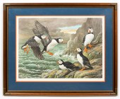 BASIL EDE, ATLANTIC PUFFIN, OR