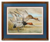 BASIL EDE, REDHEAD DUCKS, SPOR