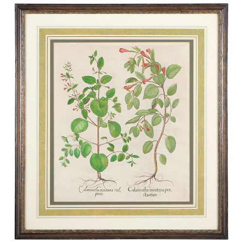 BASILIUS BESLER (1561-1629): HORTUS