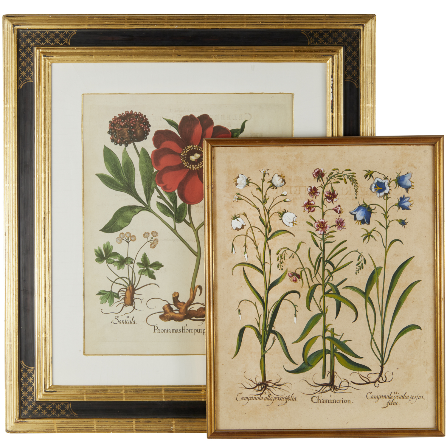 BASILIUS BESLER, (2) HAND-COLORED
