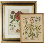 BASILIUS BESLER, (2) HAND-COLO