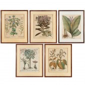 BASILIUS BESLER, (5) BOTANICAL