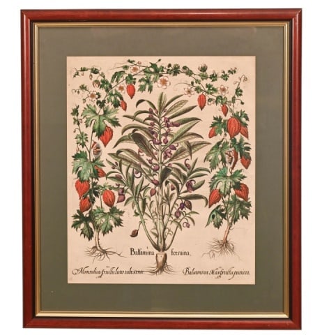 BASILIUS BESLER ANTIQUE COLOR
