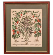 BASILIUS BESLER ANTIQUE COLOR