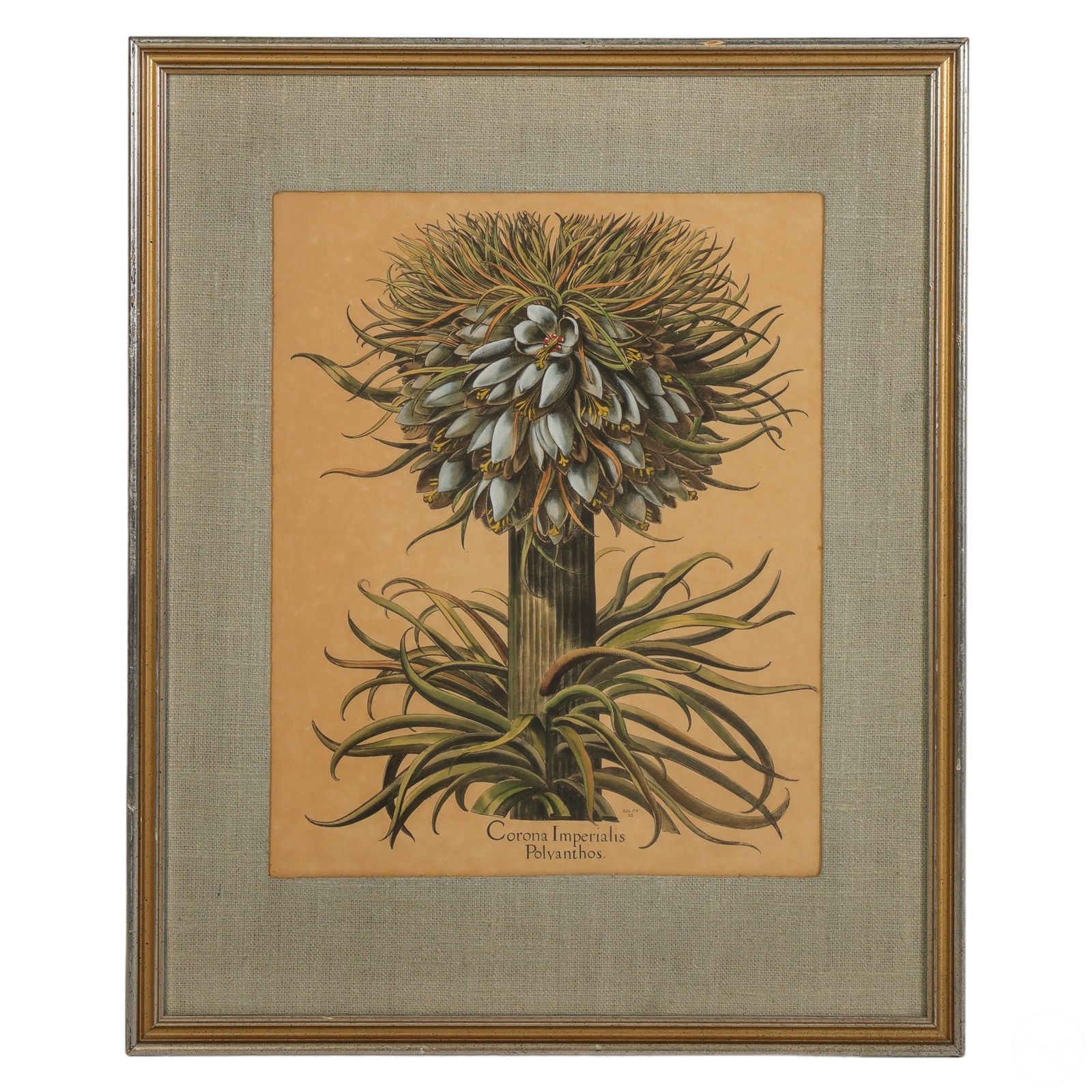 BASILIUS BESLER ANTIQUE STYLE