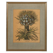 BASILIUS BESLER ANTIQUE STYLE