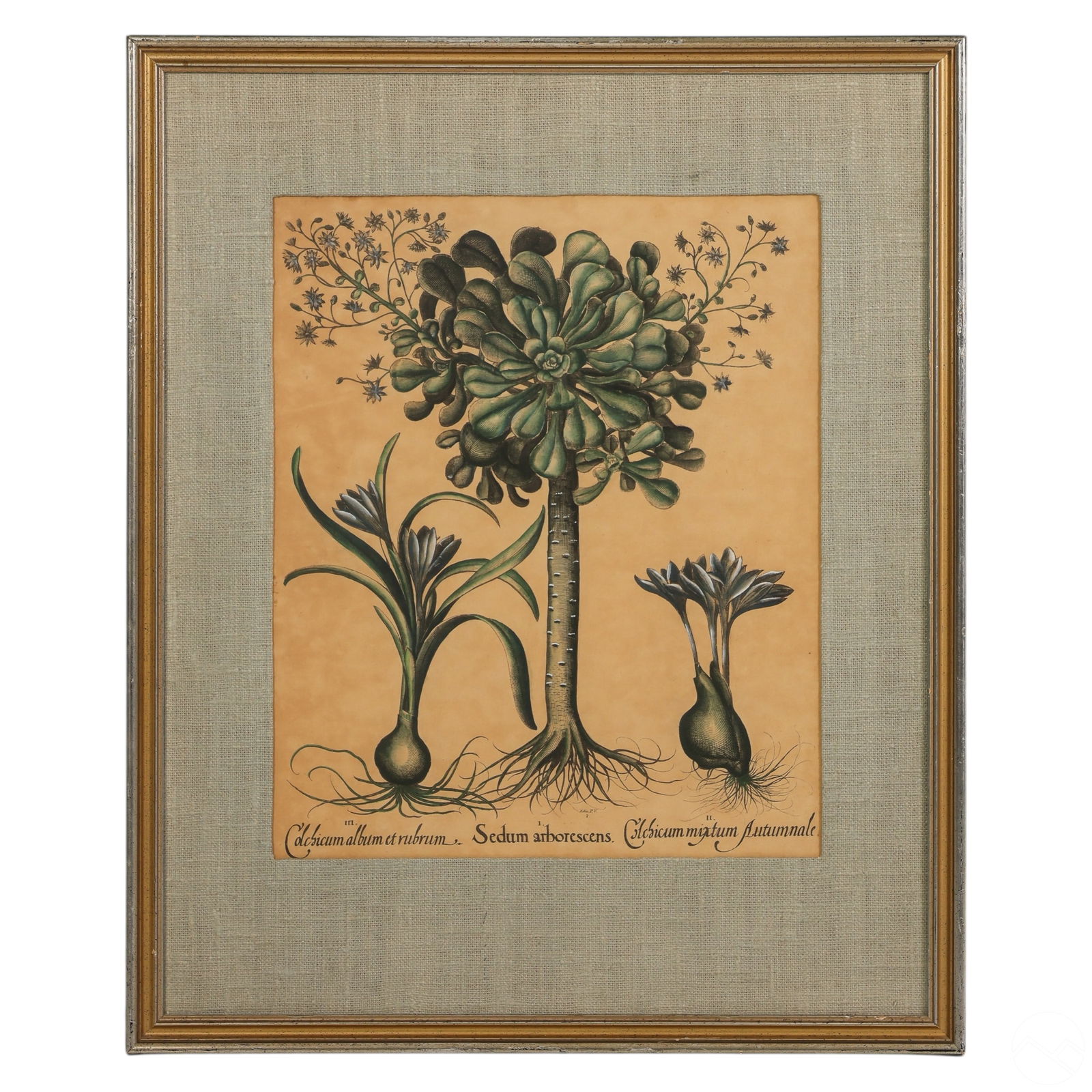BASILIUS BESLER ANTIQUE STYLE