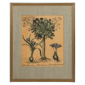 BASILIUS BESLER ANTIQUE STYLE