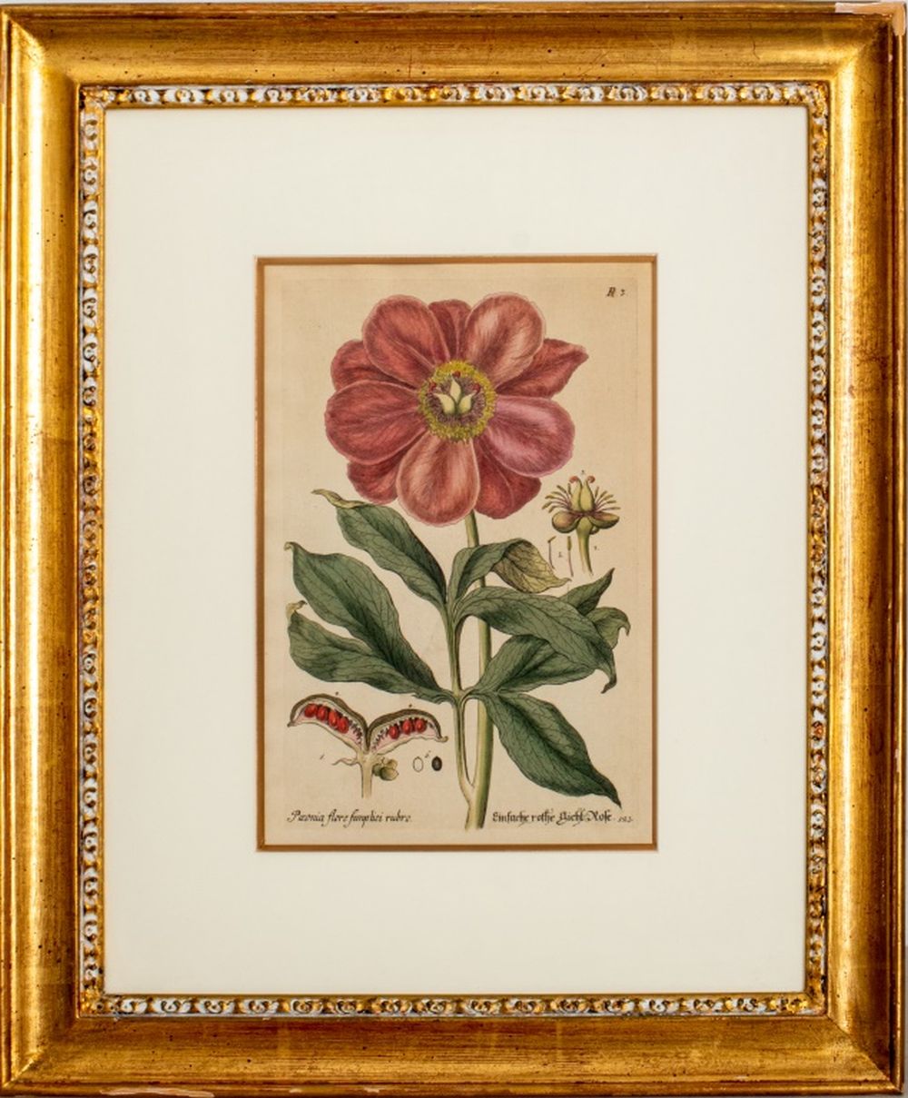 BASILIUS BESLER BOTANICAL HAND