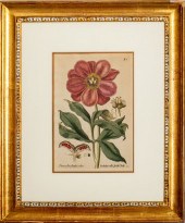 BASILIUS BESLER BOTANICAL HAND