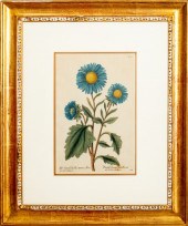 BASILIUS BESLER BOTANICAL HAND