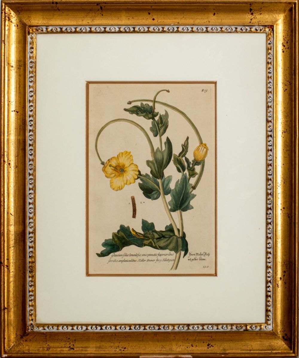 BASILIUS BESLER BOTANICAL HAND