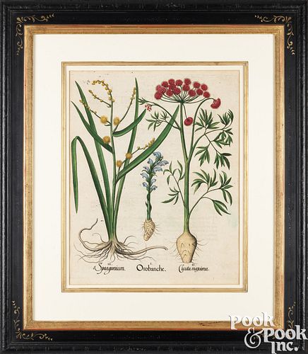 BASILIUS BESLER COPPER ENGRAVING,
