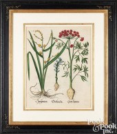BASILIUS BESLER COPPER ENGRAVI