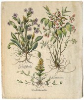Basilius Besler engraving (Ger