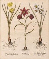 BASILIUS BESLER, GERMAN 1561-1