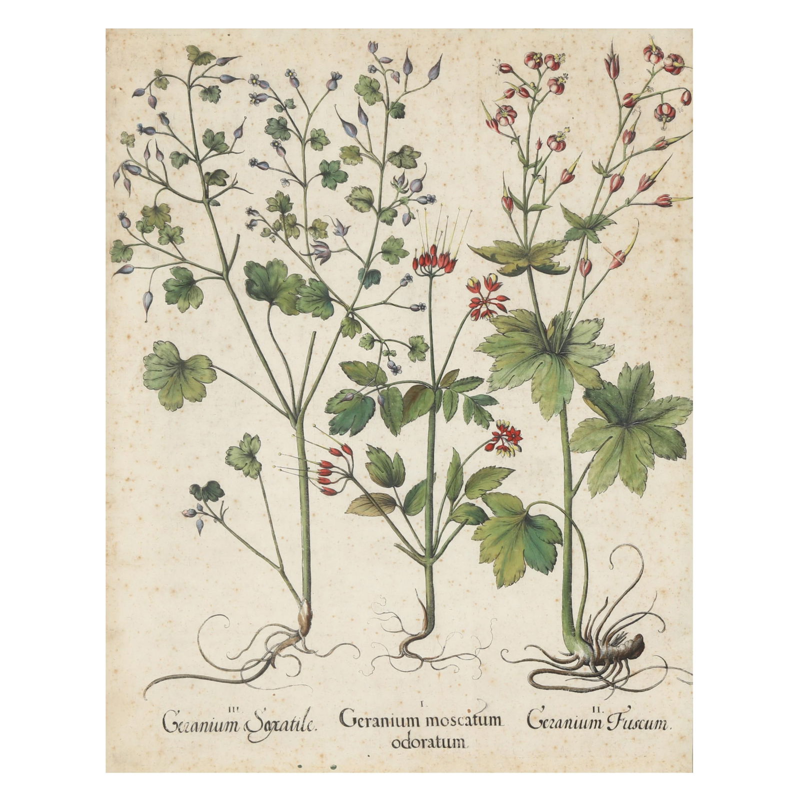 BASILIUS BESLER (GERMAN,