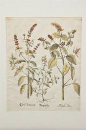 Basilius Besler (German 1561-1