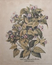 BASILIUS BESLER (GERMAN 1561–1