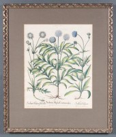 Basilius Besler German 1561-16