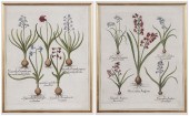 Basilius Besler (German, 1561-