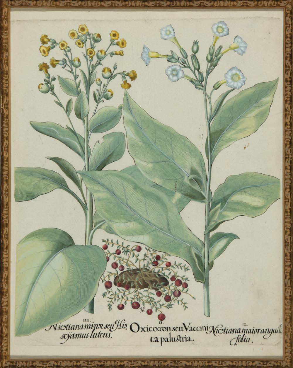 BASILIUS BESLER (GERMAN,