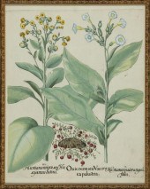 BASILIUS BESLER (GERMAN, 1561-