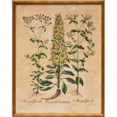 BASILIUS BESLER, HAND-COLORED