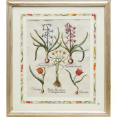 BASILIUS BESLER, HAND-COLORED