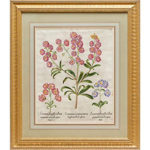 BASILIUS BESLER, HAND-COLORED