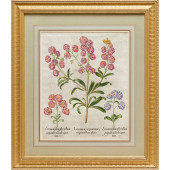BASILIUS BESLER, HAND-COLORED