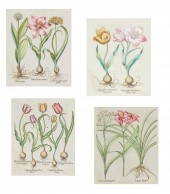 BASILIUS BESLER,  HORTUS EYSTE