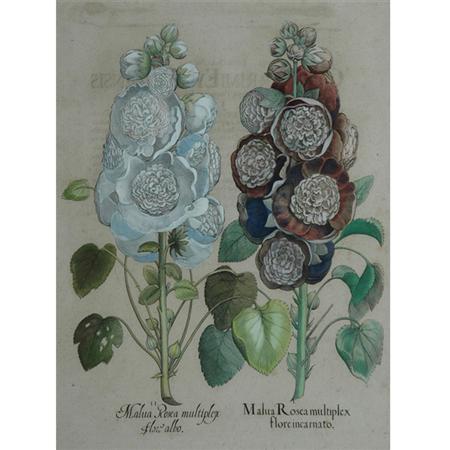 Basilius Besler MALUA ROSEA