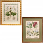 BASILIUS BESLER, PAIR BOTANICA
