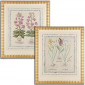 BASILIUS BESLER, PAIR BOTANICA