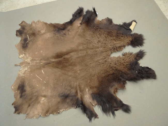 Bear Rug.