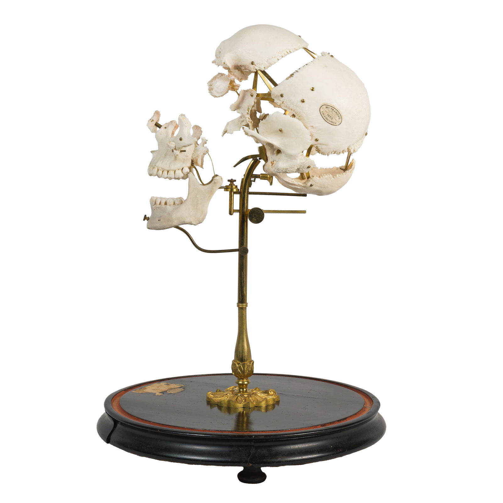 BEAUCHENE SKULL, MAISON