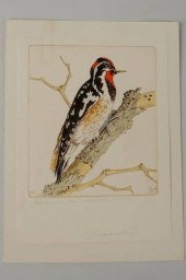 BENSON BOND MOORE "SAPSUCKER"