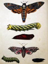 BERTUCH (F) PORTE-FEUILLE DES