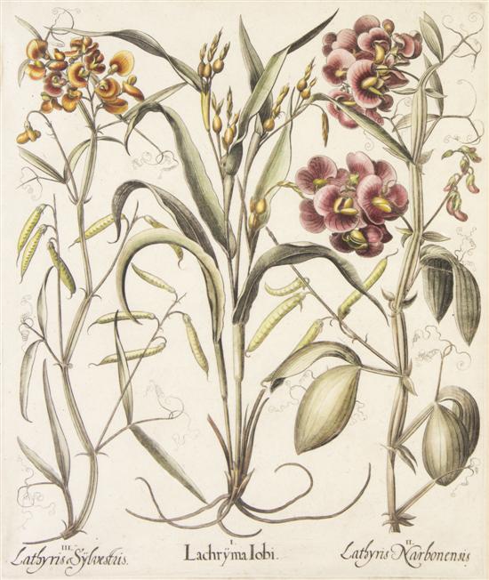 BESLER BASILIUS I. Lachryma Iobi
