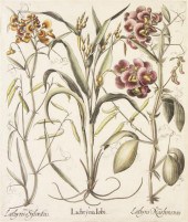 BESLER BASILIUS I. Lachryma Io