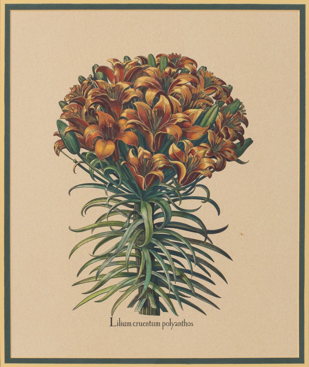 BESLER BOTANICAL HAND-COLORED