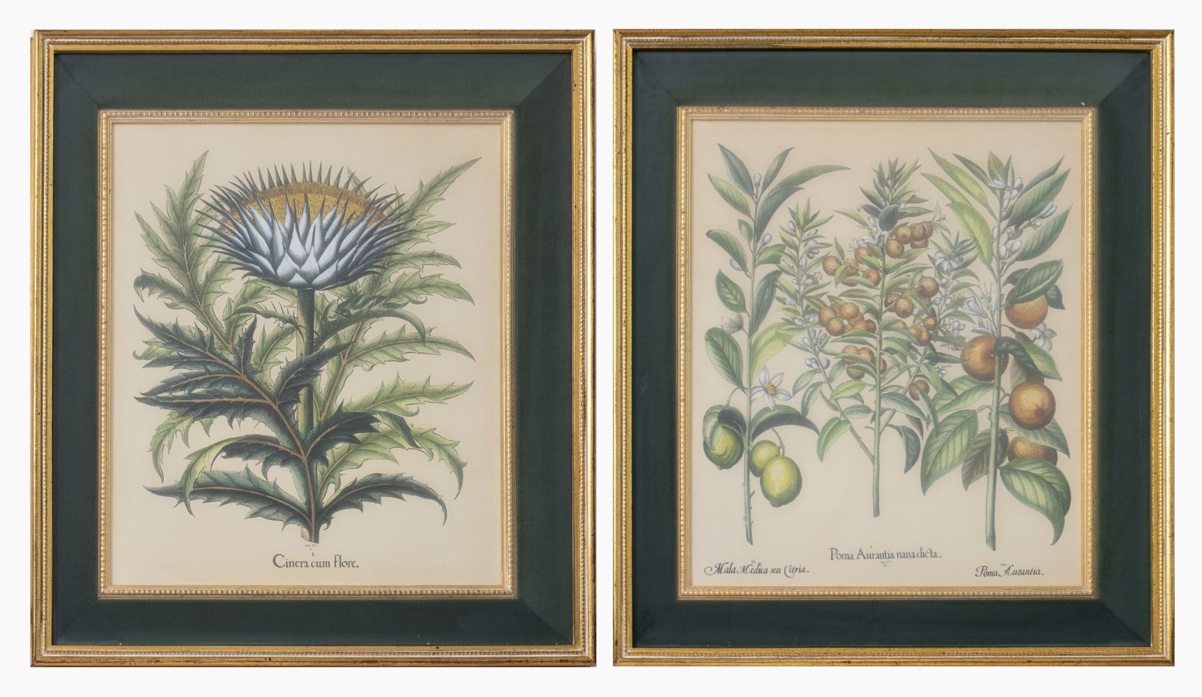 BESLER BOTANICAL HAND-COLORED