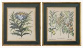 BESLER BOTANICAL HAND-COLORED