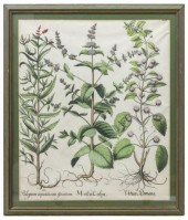 BESLER 'HORTUS EYSTETTENSIS' B