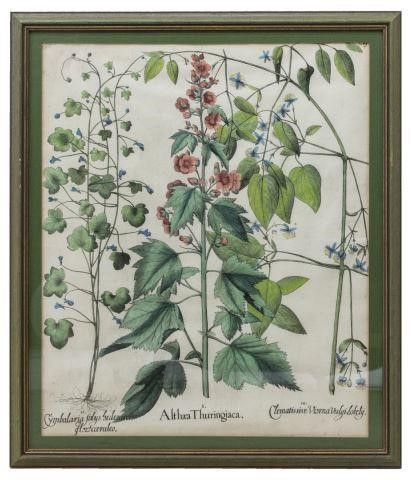 BESLER 'HORTUS EYSTETTENSIS'